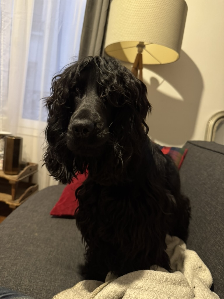 Dog